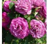 Роза Виолет Парфюм (Violette Parfum)
